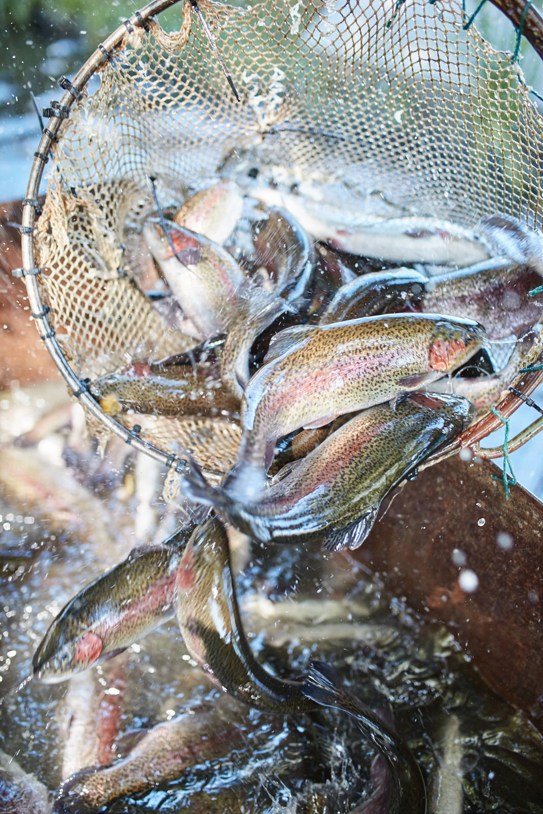 Sustainable Freshwater Trout and Salmon Farm Buxton Trout and Salmon Farm Sustainable Freshwater Trout and Salmon Farm Buxton Trout and Salmon Farm